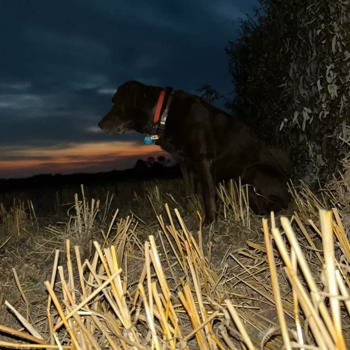 Waterfowl Hunt