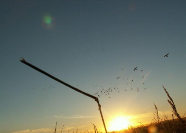 Duck Hunting in Saskatchewan