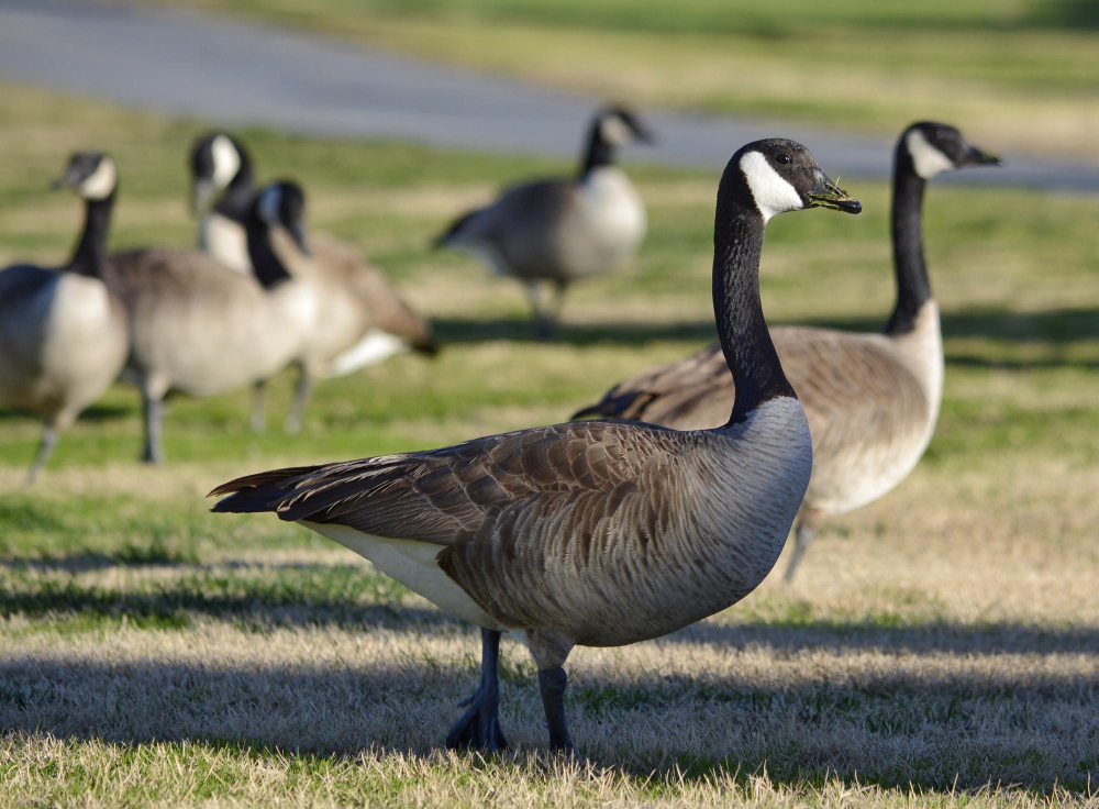 Unveiling the Marvels: The Intricate Anatomy of Canada Geese