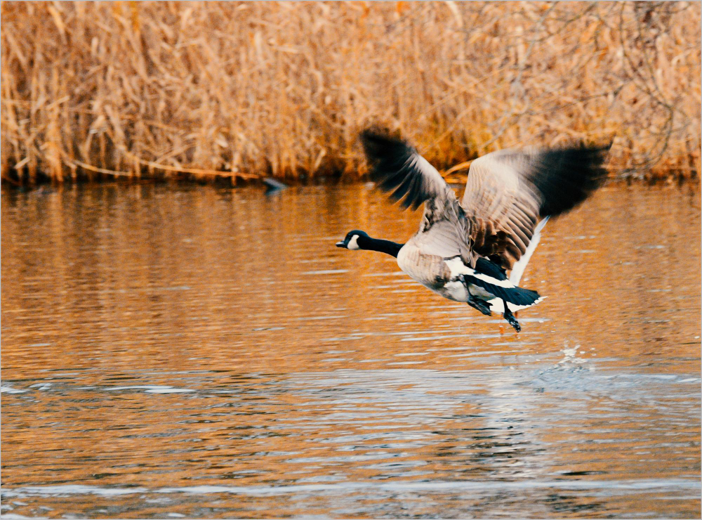 Waterfowl Hunt in Saskatchewan