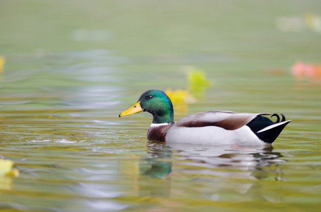 Mallard Duck