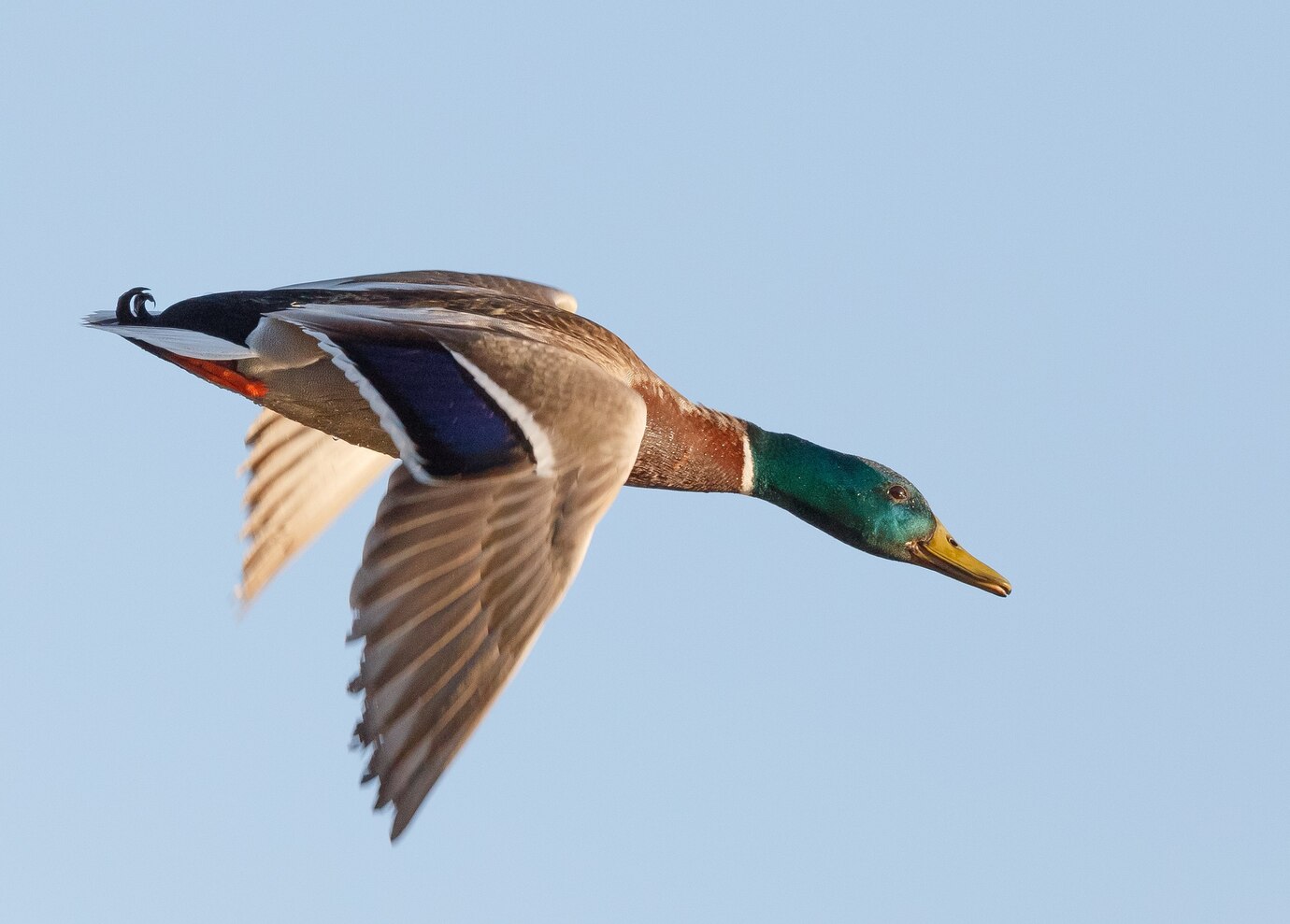 Duck Hunting in Saskatchewan