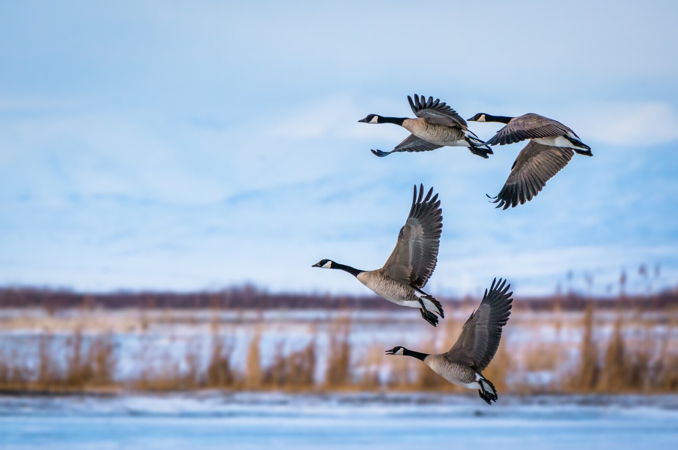 Goose Hunting in Saskatchewan, Canada